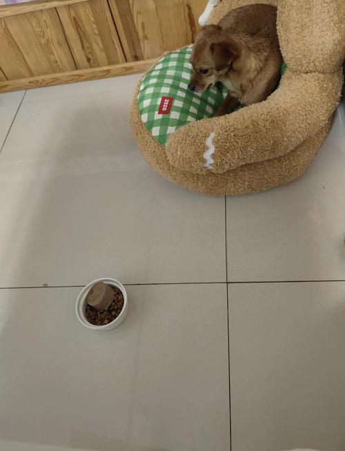 狗狗胆小躲藏怎么办？温柔引导更有效（狗狗胆小到处躲怎么办）