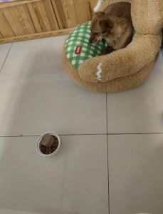 狗狗胆小躲藏怎么办？温柔引导更有效（狗狗胆小到处躲怎么办）