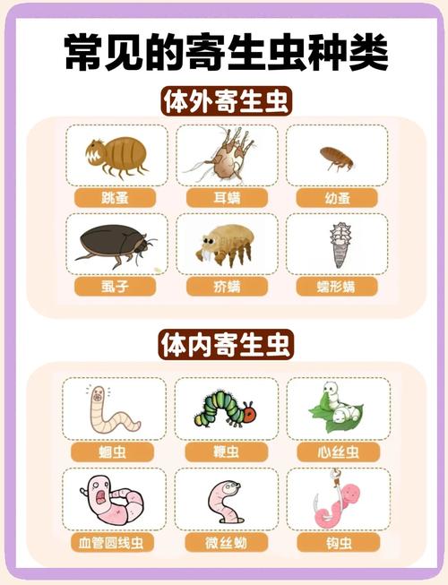 科学驱虫，土狗健康！（土狗驱虫最好的方法）