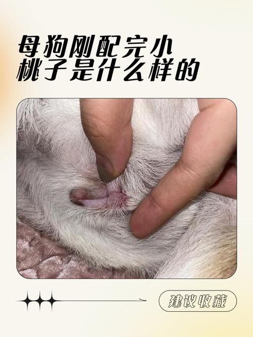 高清母狗水门照片，自然美展示（母狗水门高清图片大全）
