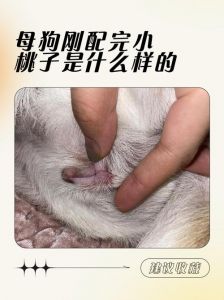 高清母狗水门照片，自然美展示（母狗水门高清图片大全）