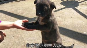 狗狗不记恨主人，但会害怕和吃醋，用爱陪伴它（遭到主人劣待的狗狗会记恨主人吗）