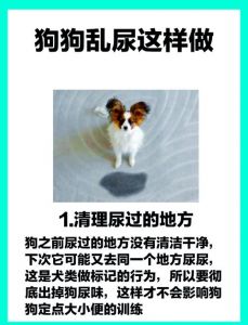 胆小犬不愿出门尿尿？5招轻松解决（胆小的狗狗不在外面尿怎么办）