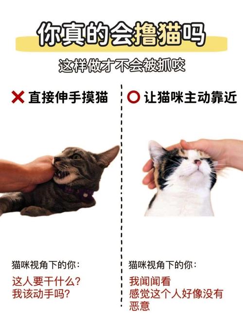 狗易训猫难训？选对猫也能轻松教！（猫能训练的像狗一样听话么）