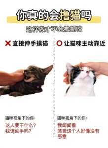 狗易训猫难训？选对猫也能轻松教！（猫能训练的像狗一样听话么）