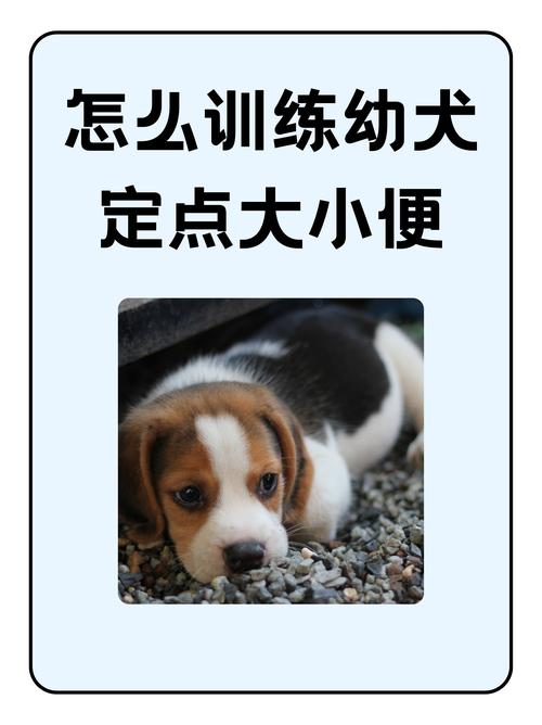 狗狗想上厕所？快看这些信号！（狗狗想上厕所的表现）
