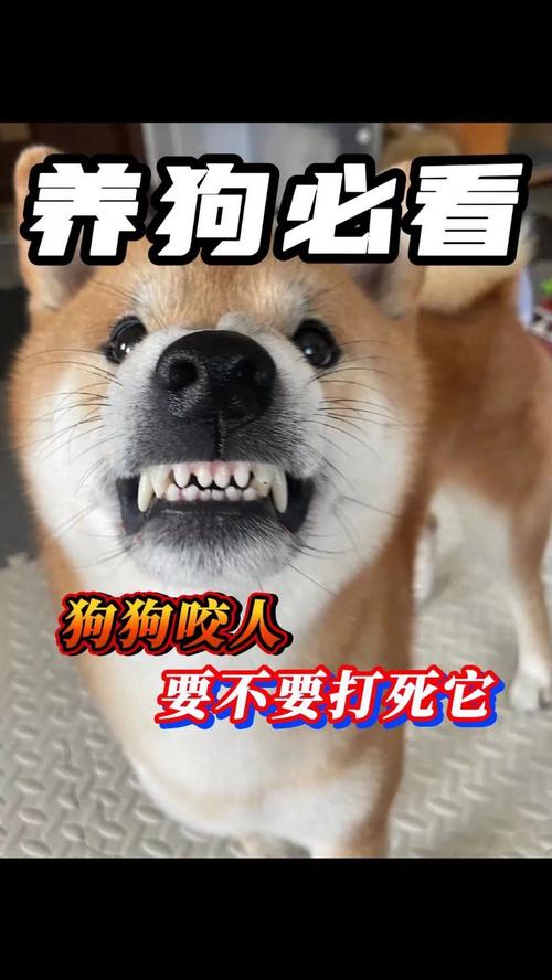 胆小狗可能咬人？别怕，这样帮它！（胆小的狗会咬人吗）
