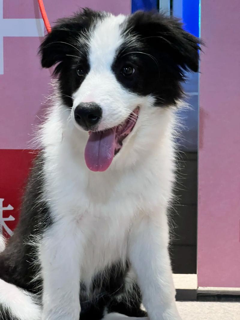 阴阳脸小博美犬，萌态可爱（小狗狗照片半黑半白）