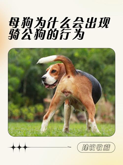 重庆女孩收养流浪狗金宝，忠诚贴心的陪伴感动人心（狗狗比老公管用）