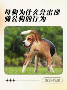重庆女孩收养流浪狗金宝，忠诚贴心的陪伴感动人心（狗狗比老公管用）