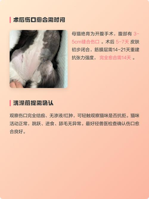 母猫产后一个月可洗澡，注意幼猫反应和及时吹干毛发（猫咪生产后多久能够洗澡）