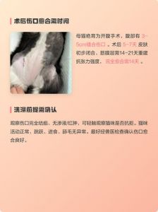 母猫产后一个月可洗澡，注意幼猫反应和及时吹干毛发（猫咪生产后多久能够洗澡）