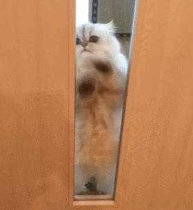 小猫门外叫，是它在找你！（小猫不听话把它关卧室门外了）