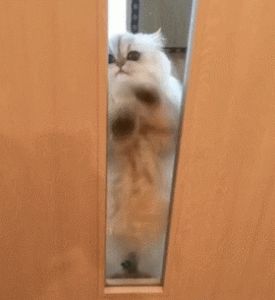 小猫门外叫，是它在找你！（小猫不听话把它关卧室门外了）