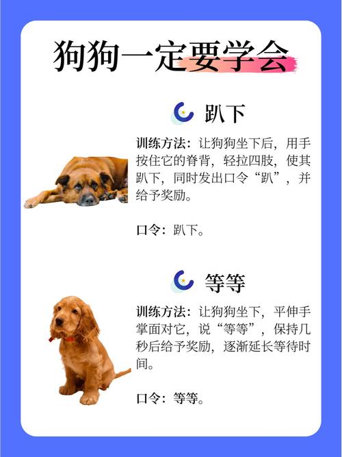 训练胆小狗要耐心，慢慢适应克服恐惧（狗狗胆子小怎么训练）