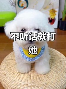 姐姐三拳治住街头犬，孩子气场胜过威吓（姐姐教训不听话的小狗）