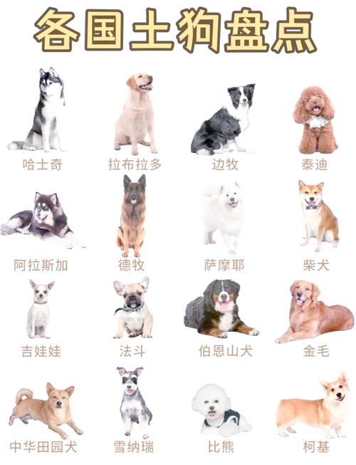 选土狗看活力警惕亲，健康性格最重要！（怎么挑选品相的土狗）