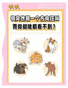 狗狗胆小爱叫？耐心引导帮它克服（狗狗老是胆小叫怎么办）