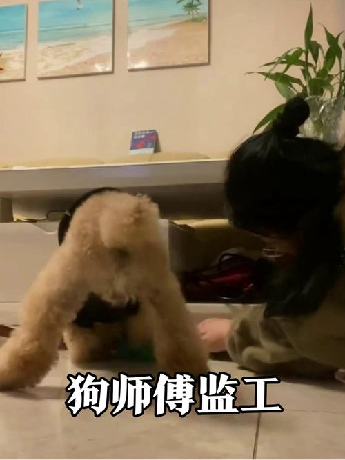 狗狗叼玩具示爱，主人积极回应增感情（狗狗把玩具叼到主人身边）