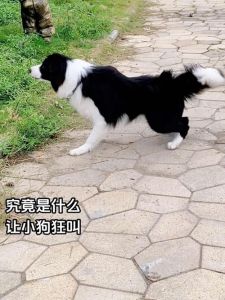 小犬吠叫怎么办？（胆小的小狗会乱叫吗）