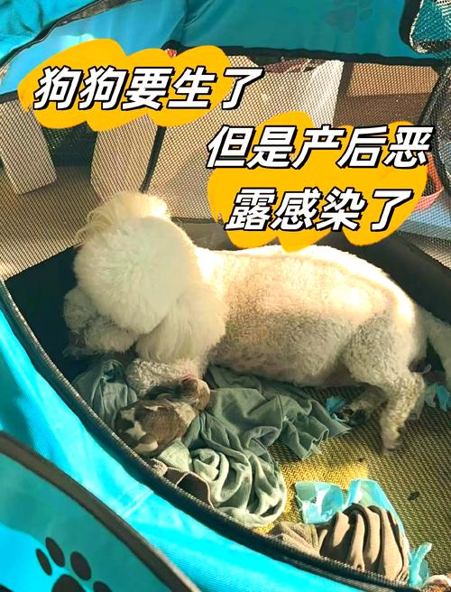 疫苗营养与异常处理（母狗刚生产完打什么针）