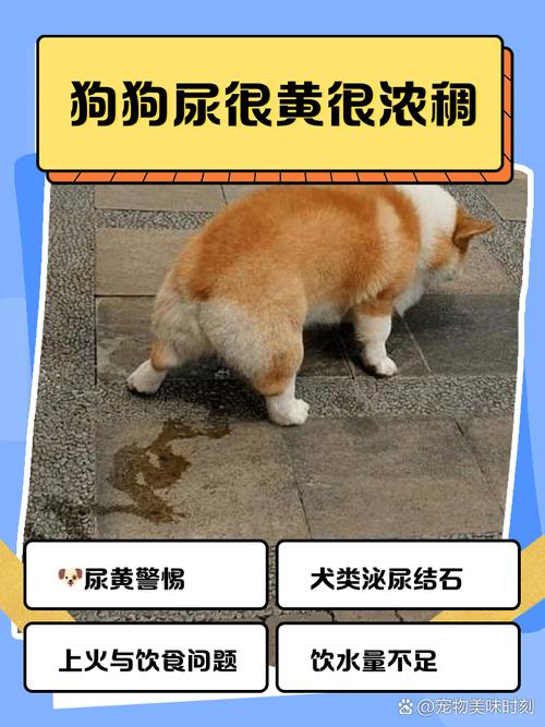 狗狗尿湿了怎么办？速吸除味防再犯（狗狗尿身上了怎么清理）