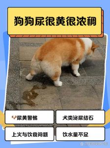狗狗尿湿了怎么办？速吸除味防再犯（狗狗尿身上了怎么清理）