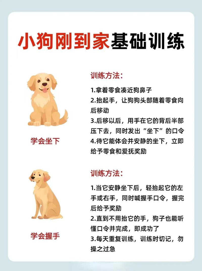 科学训练狗狗，建立信任，耐心引导养成好习惯（训狗狗用什么方法）