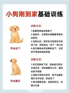 科学训练狗狗，建立信任，耐心引导养成好习惯（训狗狗用什么方法）
