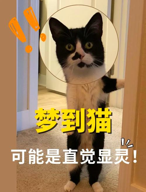 听话象征和谐，不听话代表挑战（做梦梦见猫一只听话一只不听话）