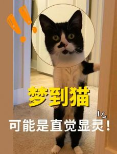 听话象征和谐，不听话代表挑战（做梦梦见猫一只听话一只不听话）