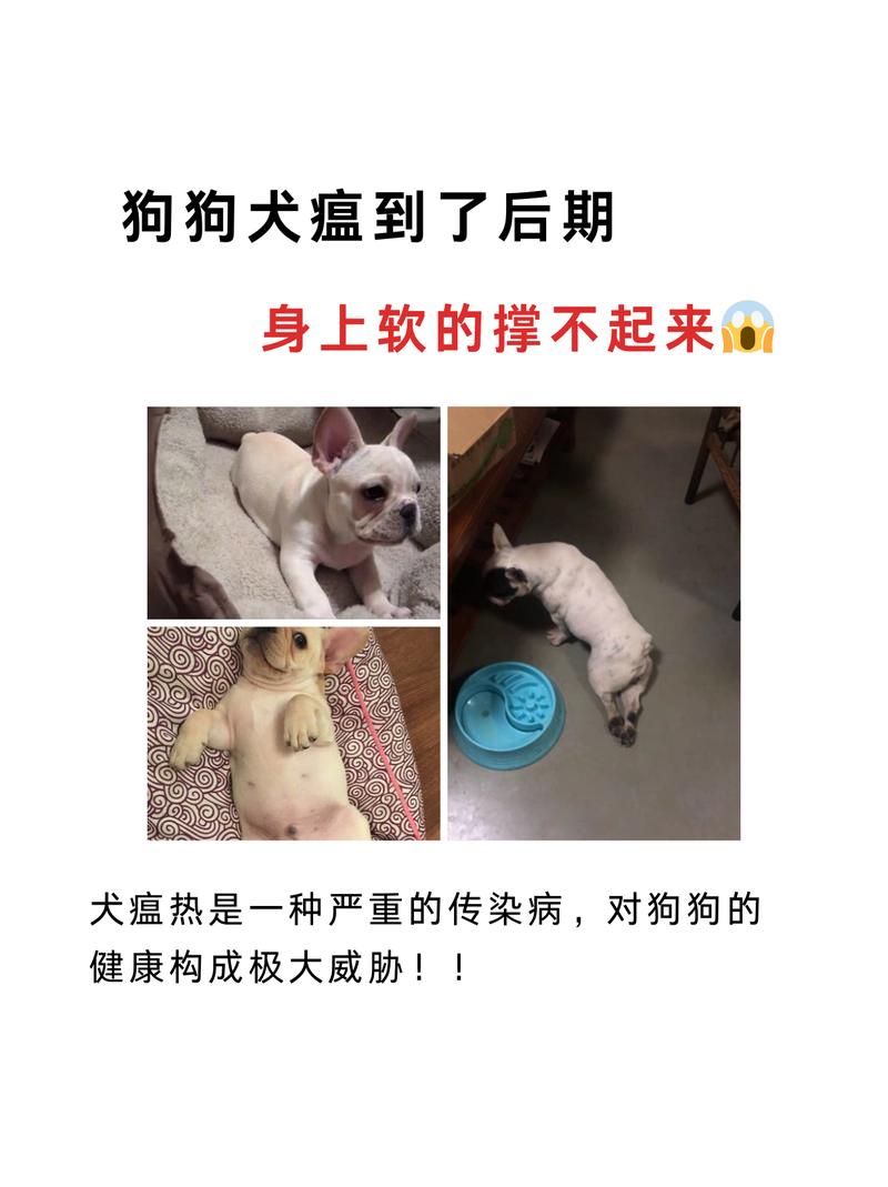 犬瘟热凶猛，速送医防后患！（土狗+犬瘟+能自己扛过去吗）