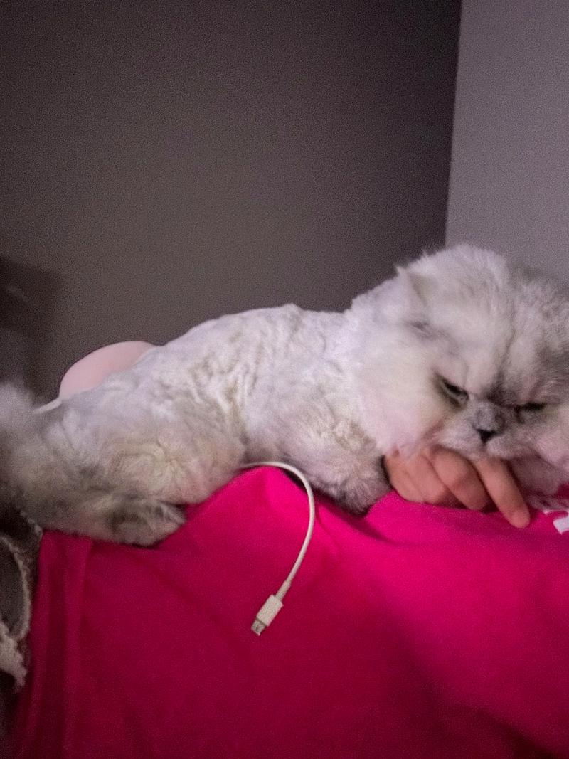 梦见听话小猫，预示生活更顺利（梦到养了一只特别听话的小猫）
