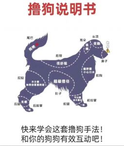 狗狗叼玩具训练，简单有效（怎样训练狗狗叼东西给主人）