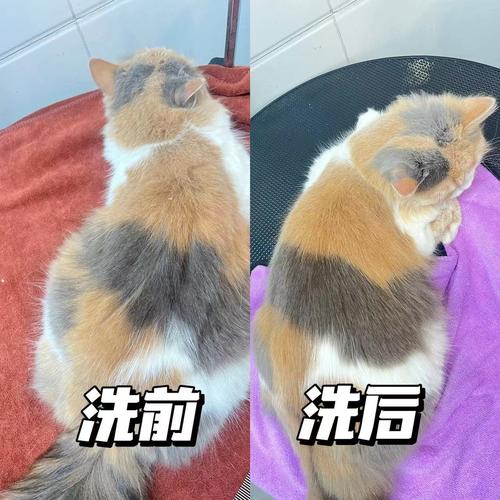 猫咪怀孕别洗澡，用湿巾梳毛保安全（猫咪怀孕能洗澡吗）