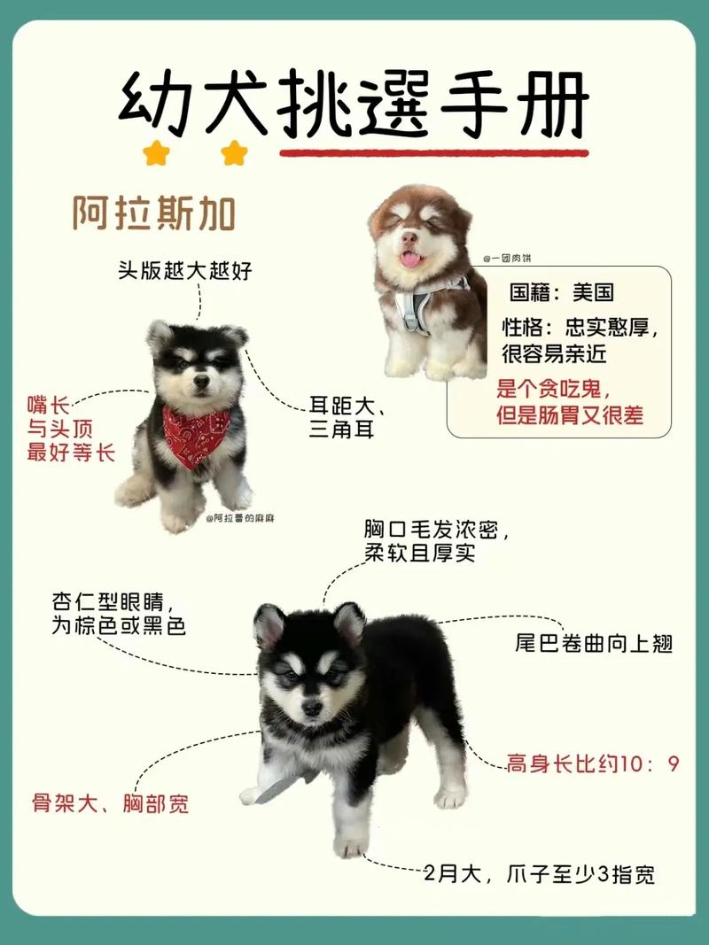 选对狗子，性格健康要匹配（怎样挑选好的狗子）