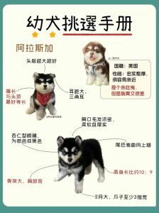 选对狗子，性格健康要匹配（怎样挑选好的狗子）