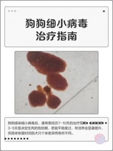 7-14天饮食护理全攻略（狗狗细小一般禁食几天）
