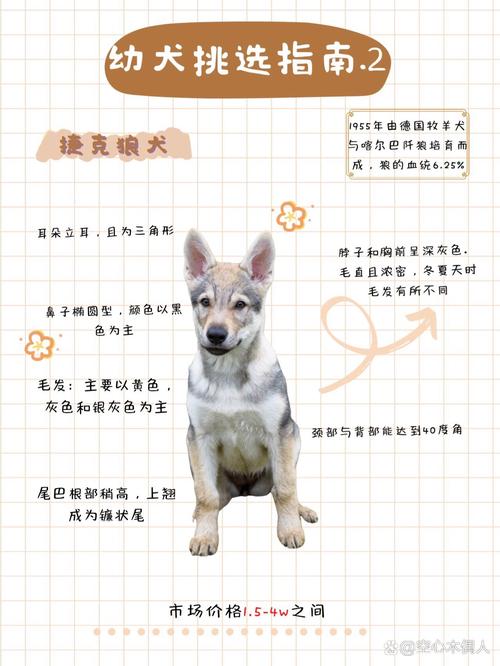 性格需求生活合，健康友善很重要（挑选狗狗有什么窍门吗）