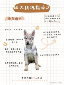 性格需求生活合，健康友善很重要（挑选狗狗有什么窍门吗）