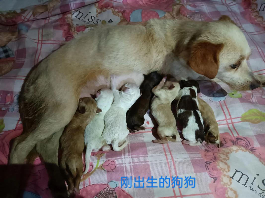 狗狗胆小原因及克服方法（为什么刚出生的小狗这么胆小）