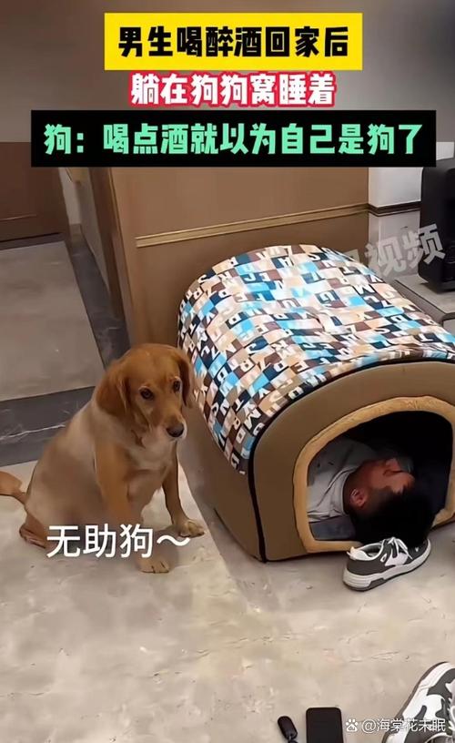 狗狗不敢进卧室原因及解决方法（狗狗不敢进主人卧室）