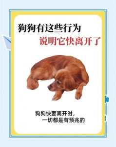 体罚狗狗害处大，科学训练更友好（打狗狗会离家出走吗）