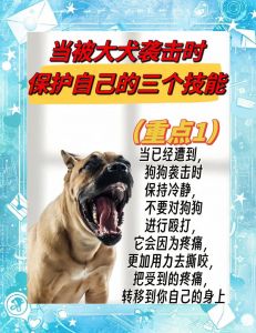 警惕！不当训练狗狗咬人很危险（怎么训练狗狗咬人）