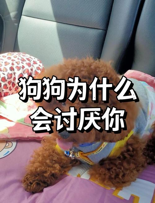 小狗被打会记恨，暴力教不会它，反而会加深恐惧（小狗打它它会记恨你吗）