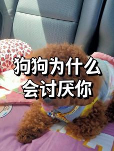 小狗被打会记恨，暴力教不会它，反而会加深恐惧（小狗打它它会记恨你吗）