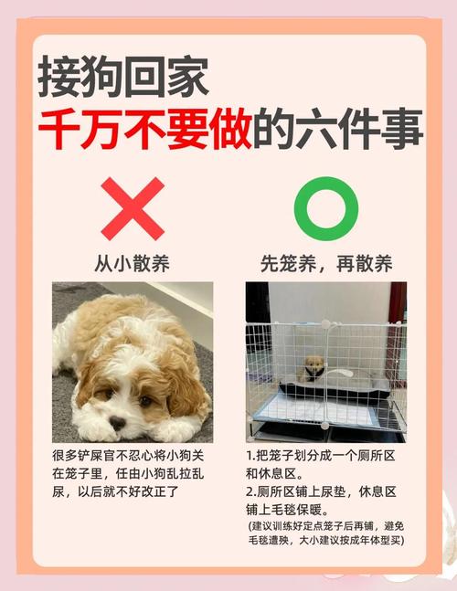 主人温柔耐心助它安心（小狗胆小不亲人怎么办）