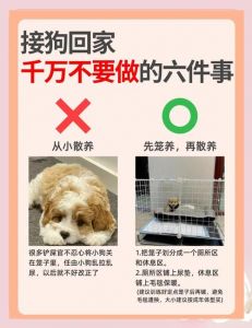主人温柔耐心助它安心（小狗胆小不亲人怎么办）