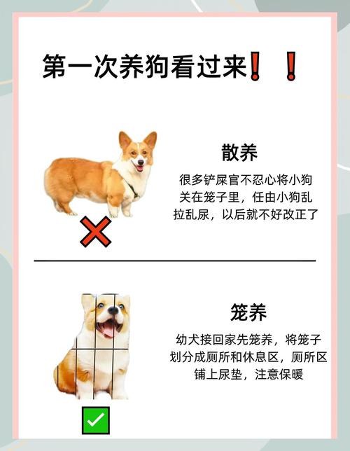 地下室养狗弊端多，健康隐患大（地下室养狗的好方法）