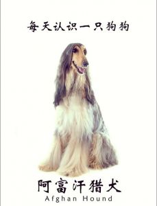 泳池泳池飞机场，它们真的需要吗？（狗狗的奢华生活揭秘）